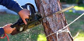Trusted Flat Rock, NC Tree Care Experts