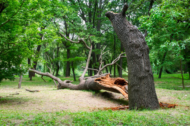 How Our Tree Care Process Works  in  Flat Rock, NC