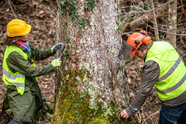 Professional Tree Care in Flat Rock, NC